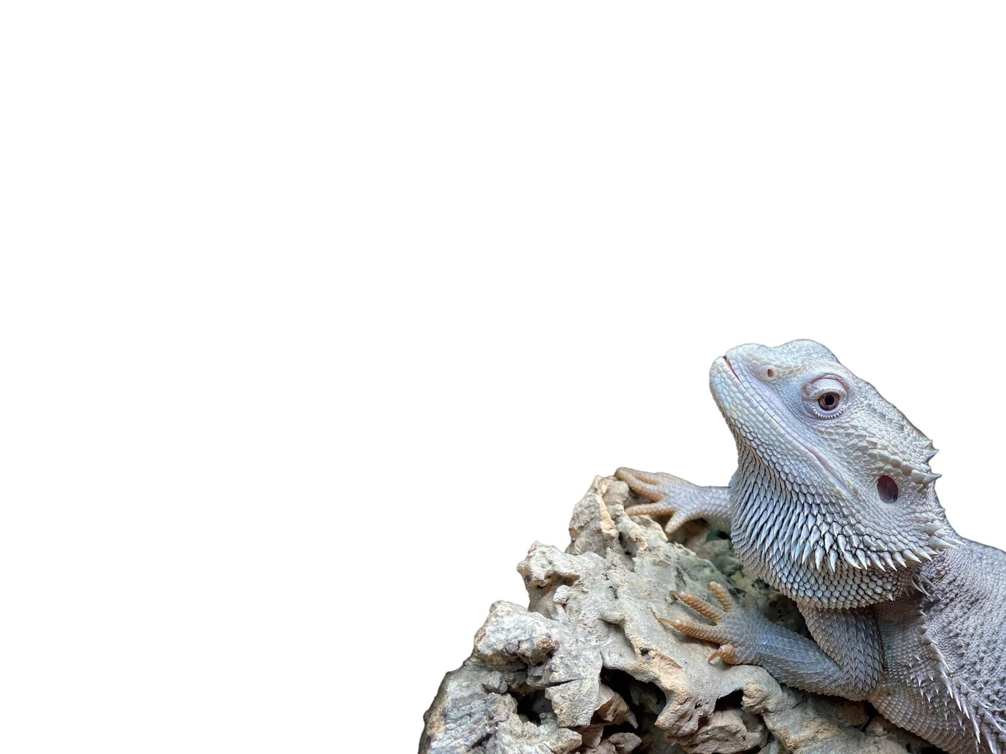 Hero Background